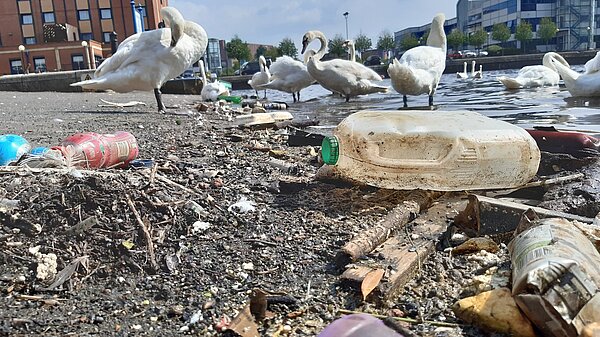 Trash discarded along Salford Quays shorelines with birds swimming nearby